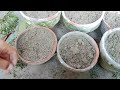 710 aap bi cutting lagao how to grow jade plant from cutting•••