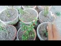 710 aap bi cutting lagao how to grow jade plant from cutting•••