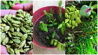 How to grow cardamom from soil/  ilaichi kyse lgti hy/.    Growing garden