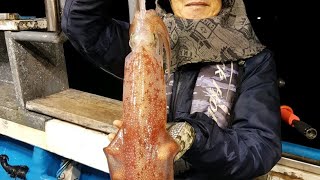 🦑🦑통영동양호 한치 낚시  라이브🦑🦑