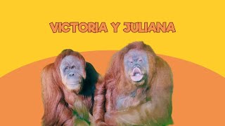 Viviendo en un Zoo: Victoria y Juliana | Santillana del Mar