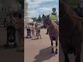 part 3 police woman on horseback grabs tourist by his rucksack #buckinghampalace