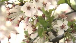 満開の桜の花アップ