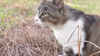 おしとやかな猫が遠くにいる猫に威嚇する時の声が優しくて可愛い