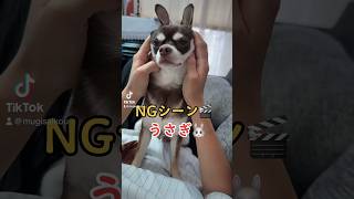 うさぎあざらしいーぬをやってみた。失敗しましたけど😔NGシーン公開　#shorts #dog  #チワワ