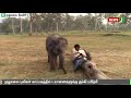 முதுமலை புலிகள் காப்பகத்தில் 4 யானைகளுக்கு கும்கி பயிற்சி elephants