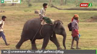 முதுமலை புலிகள் காப்பகத்தில் 4 யானைகளுக்கு கும்கி பயிற்சி | Elephants |