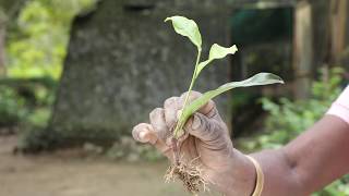 Propagation of Tea