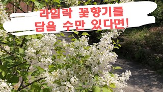 라일락 꽃향기를 카메라에 담을 수만 있다면 ! #If you could just put the lilac scent on the camera