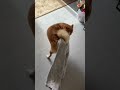 柴犬しかできないであろうおしり振りダンスでウォーキングしてくれる犬 柴犬 モデル かわいい