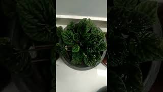 pepperomia| indoor plant|🌵