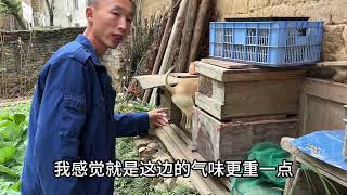 小伙养了一只猎狗，指挥它去捉老鼠，实拍给大家看看