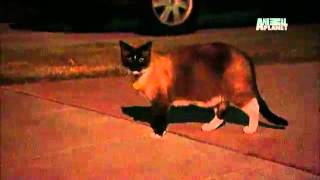 Must Love Cats- The Klepto Kitty.flv