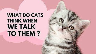 Part 2 - What do cats think when we talk to them ?