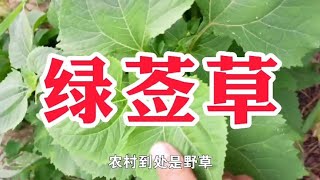 农村一种野草名叫绿莶草,又名豨莶草,用处多价值高遇见请珍惜   西瓜视频