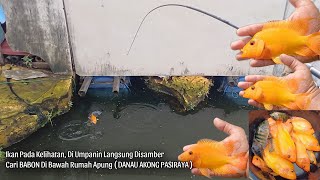 SPOT BAWAH RUMAH APUNG, JADI SARANG BABON• Mancing Ikan RED DEVIL Hama Super Invasif Danau Cikarang