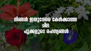 നിങ്ങൾ ഇതുവേരെ കേൾക്കാത്ത ചില പൂക്കളുടെ രഹസ്യങ്ങൾ/Some flower secrets you have never heard of