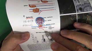 アルファウイルスレプリコンが感染性粒子を作る仕組み