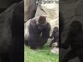 37 🦍🦍 d jeeco family ゴリラ 迪亞哥 taipei zoo 金剛猩猩 ringo ‎@corner.animal