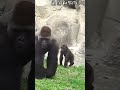 37 🦍🦍 d jeeco family ゴリラ 迪亞哥 taipei zoo 金剛猩猩 ringo ‎@corner.animal