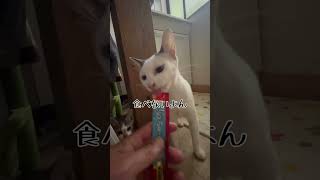 親猫プリンちゃん子供のために栄養つける#shorts#猫