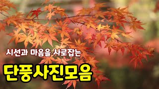 가을단풍사진