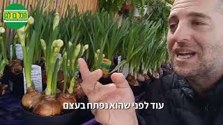 פקעות פורחות בעציצים - זר פרחים הכי יפה שיש