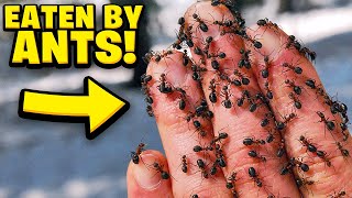 10 Most Common Animal PHOBIAS That Humans Have