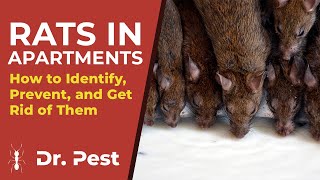 Rats in Apartment Complex: Identify, Prevent, and Get Rid of Them | Dr. Pest