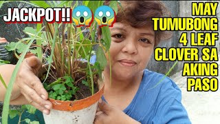 TIPS PARA MAHANAP ANG 4 LEAF CLOVER SA INYONG BAKURAN || FOUR LEAF CLOVER TV