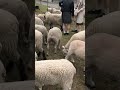 sheep mother farm マザー牧場のヒツジ　 sheep