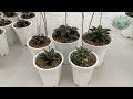 มาผสมเกสร haworthia กันครับ