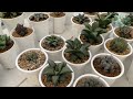 มาผสมเกสร haworthia กันครับ