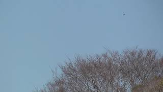 ウェザーリポート動画0308@神奈川県横須賀市 ― 12:45