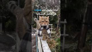 ماذا يقول لك قطك في الشتاء؟ 🐈🥺