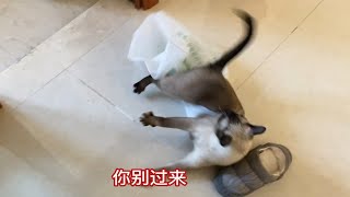 暹罗猫究竟有多调皮？在家不干一点正事儿…