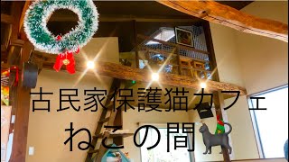 鎌倉古民家保護猫カフェ🏡🐈🎄ねこの間