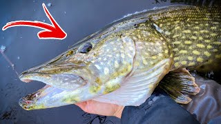 HOW TO SAFELY GRIP PIKE BY THE GILL PLATE | Team Galant