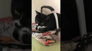 大好きなかご🧺白黒猫ざきお【猫動画】tuxedo-cat