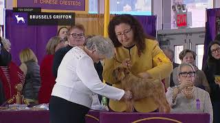 Brussels Griffons | Breed Judging 2019