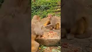 Fight monkey 🐒🐒 #shorts #short #shortvideo #shortsvideo #monkey