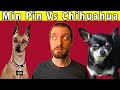 Miniature Pinschers Vs Chihuahuas: Are They Related?