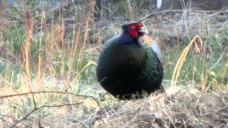 罠 作り方 サバイバルトラップ 跳ね上げ式 How To Make Animal Trapping