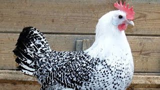 The Fayoumi breed of Chicken | Soulvet