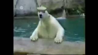 YouTube - Very Funny Video Clips   HILARIOUS VIDEOS ; The Funniest Vid.flv