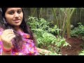 എന്റെ കൃഷി അടുക്കളത്തോട്ടം organic farming vegetable garden krishi malayalam