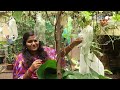 എന്റെ കൃഷി അടുക്കളത്തോട്ടം organic farming vegetable garden krishi malayalam