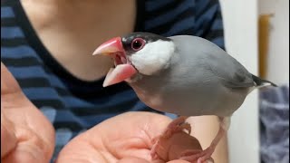 怒っているようで実は遊んでいる文鳥　java sparrow