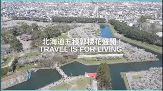 北海道賞櫻 (1) 函館 五稜郭 櫻花盛開 Cherry blossoms in Goryokaku park of Hakodate, Hokkaido