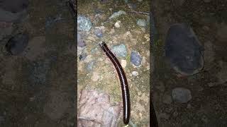 Big black worm 🐛🐛🐛🐛🐛 looking so beautiful (3)